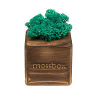 Набор с живым мхом MossBox Fire Moray Cube - Набор с живым мхом MossBox Fire Moray Cube